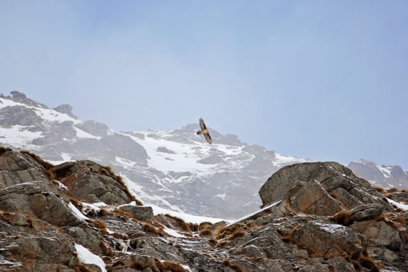 Guido Bissattini, un raro Gipeto ripreso in volo